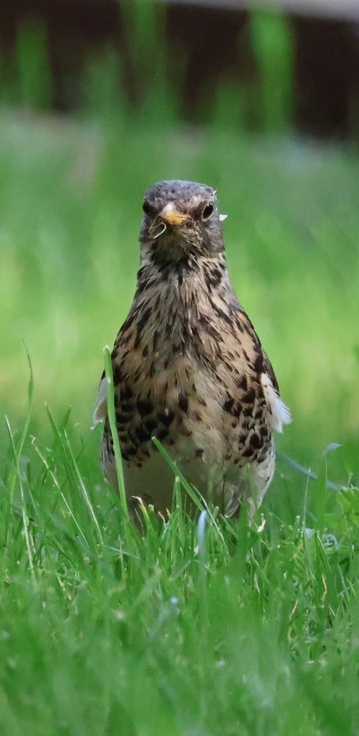 Field Thrush - My, Thrush, The photo, wildlife, Birds, Longpost