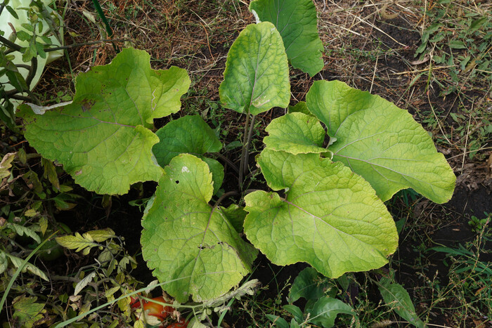 Ответ на пост «Кто ездил в таком вагоне?»