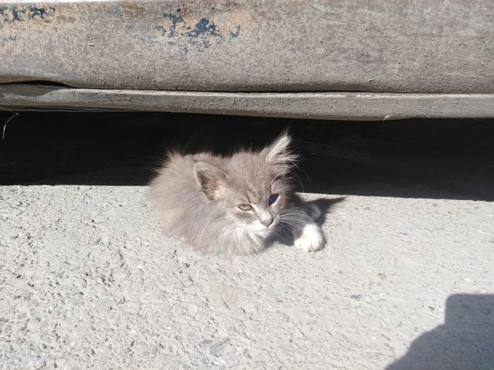 Уфа маленький котёнок ищет дом - Уфа, Кот, Без рейтинга, В добрые руки, Длиннопост