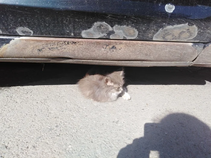 Уфа маленький котёнок ищет дом - Уфа, Кот, Без рейтинга, В добрые руки, Длиннопост