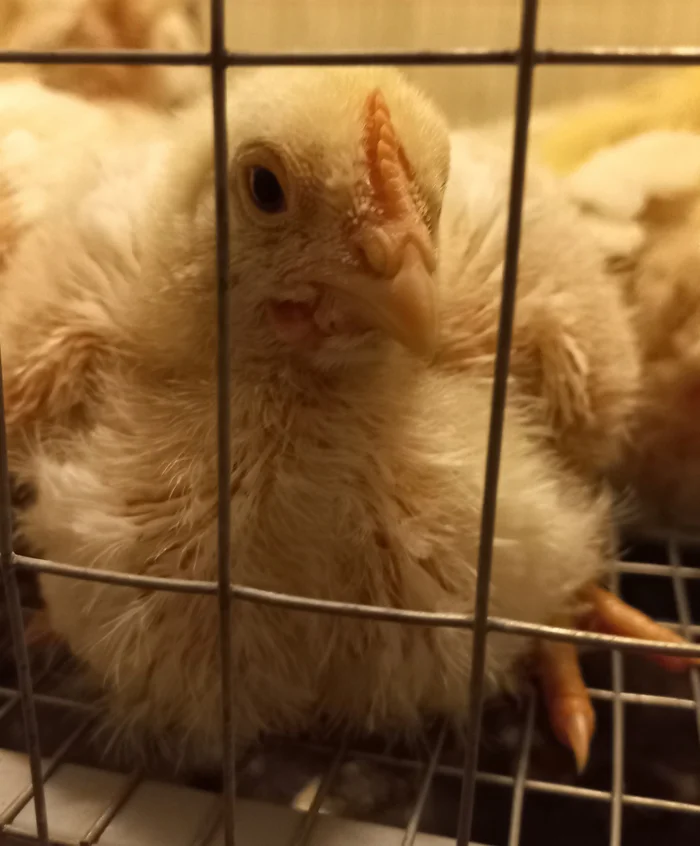 Broiler affairs - My, Hen, Broilers, Poultry, Subsidiary farming, Hobby, Pets, Video, Vertical video, Longpost