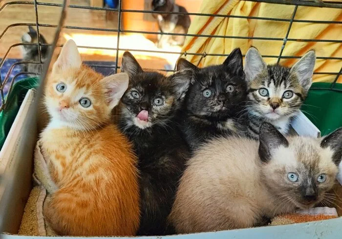 Hello everyone from the new 5 rescued kittens. The escapes stopped. The kittens finally started eating on their own - My, Animal Rescue, Tosno, Helping animals, cat, Kittens, Vertical video, Video, Longpost