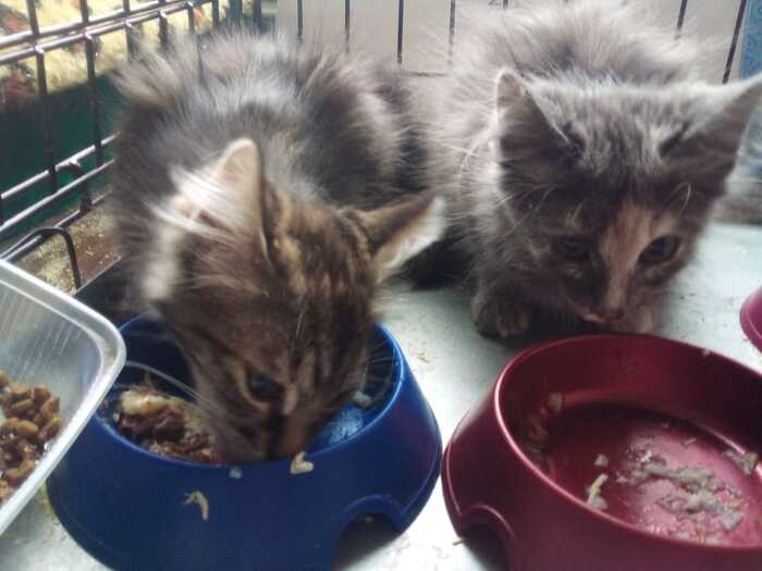 Breakfast took place in a warm, friendly atmosphere. Babies have an excellent appetite. It’s good when children don’t have to be persuaded to eat for mom and dad - cat, Helping animals, Kittens, Homeless animals, In good hands, No rating, Longpost