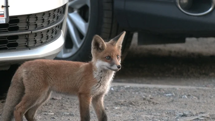 A FOX CHIB has come to the Northern capital - My, Saint Petersburg, Pavel Glazkov, Fox, Fox cubs, Each creature has a pair, Longpost