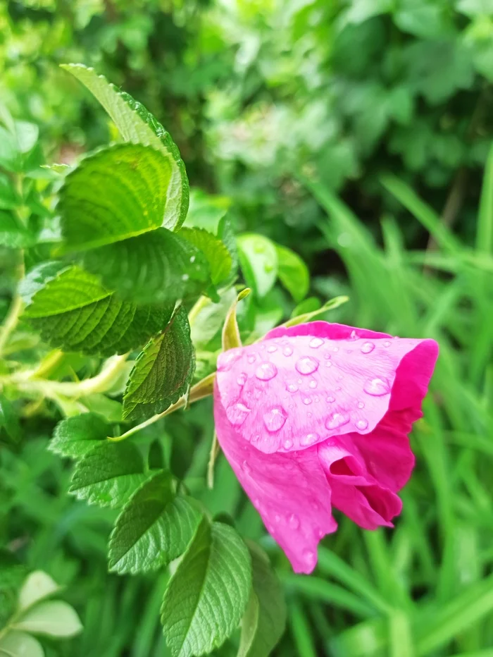 The rain is over - My, Flowers, the Rose, Mobile photography, Summer, Images