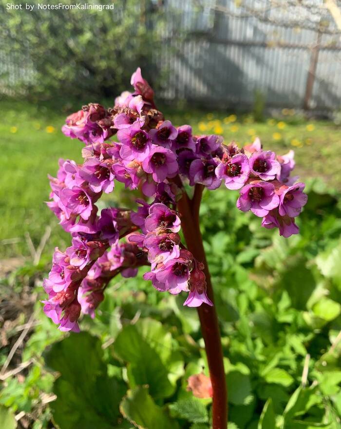 Bergenia thickleaf - My, badan, Bloom, City walk, Street photography, The photo, Kaliningrad region, Kaliningrad