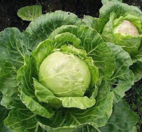 3 effective tips on how to save cabbage from pests - My, Cabbage, Gardening, Garden, Garden, Plants