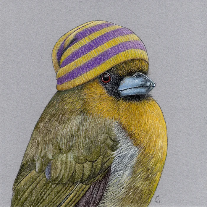 Tooth-billed Barbet - My, Drawing, Birds, Animalistics, Art, Pastel, Birds in hats, Traditional art