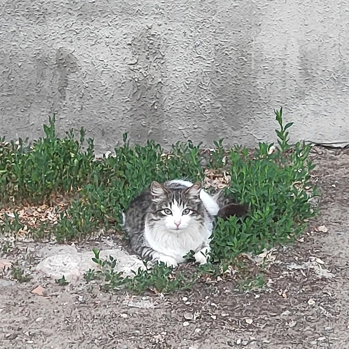 Субкотний шалом, бегуны! - Моё, Бег, Утро, Лес, Озеро, Фотография, Кот, Спорт, Длиннопост