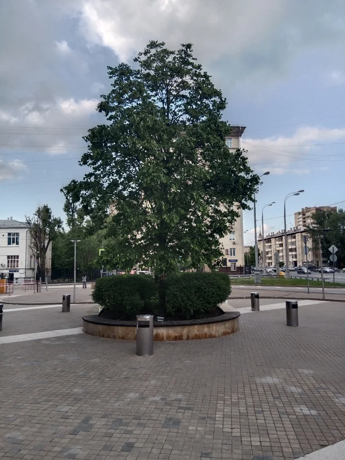 An island of greenery surrounded by ashtrays - My, The photo, Ashtray, Tree