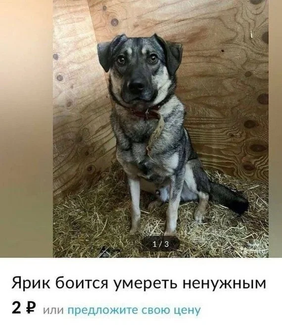 It’s okay, Yarik, you will get used to this fear. Just a couple of years and it will be fine - Announcement, Dog, Sale, Sadness