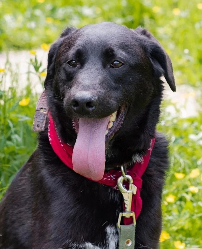 BOOMER...He survived! He could! - Overexposure, In good hands, Volunteering, Shelter, Dog, Helping animals, Homeless animals, Animal shelter, Longpost