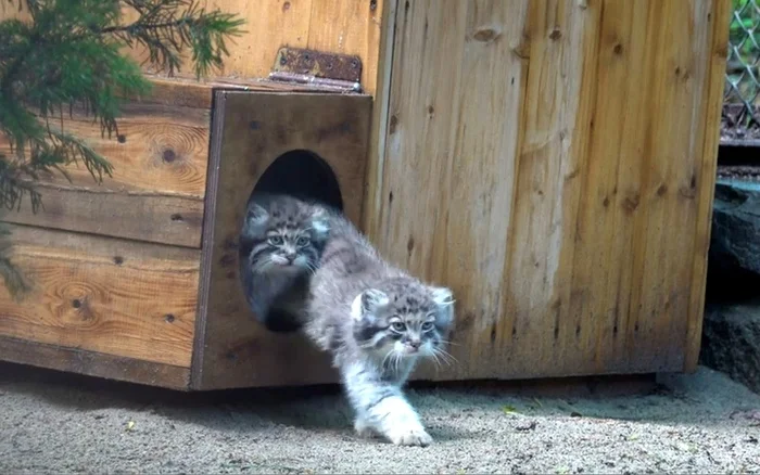 I need to try my mom's tail - Wild animals, Predatory animals, Cat family, Small cats, Pallas' cat, Young, Zoo, Novosibirsk Zoo, Video, Youtube, Longpost