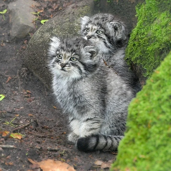 The babies turn two months old today! - Pallas' cat, Predatory animals, Small cats, Cat family, Wild animals, Zoo, Young, Video, Youtube, Longpost, YouTube (link)