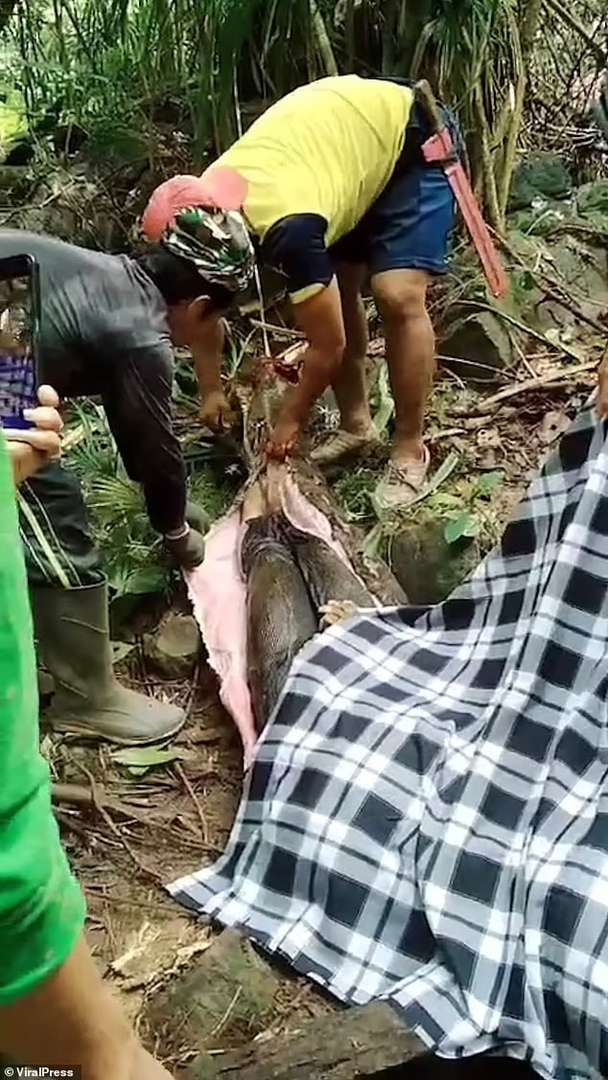 In Indonesia, a five-meter python swallowed a woman - news, Python, Snake, Animals