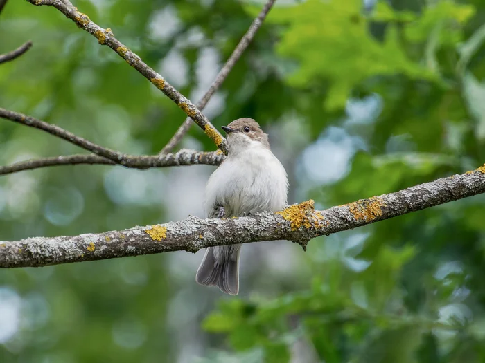Pied Flycatcher - My, Birds, The photo, The nature of Russia, Photo hunting, Nature, In the animal world, Ornithology, Ornithology League, Bird watching
