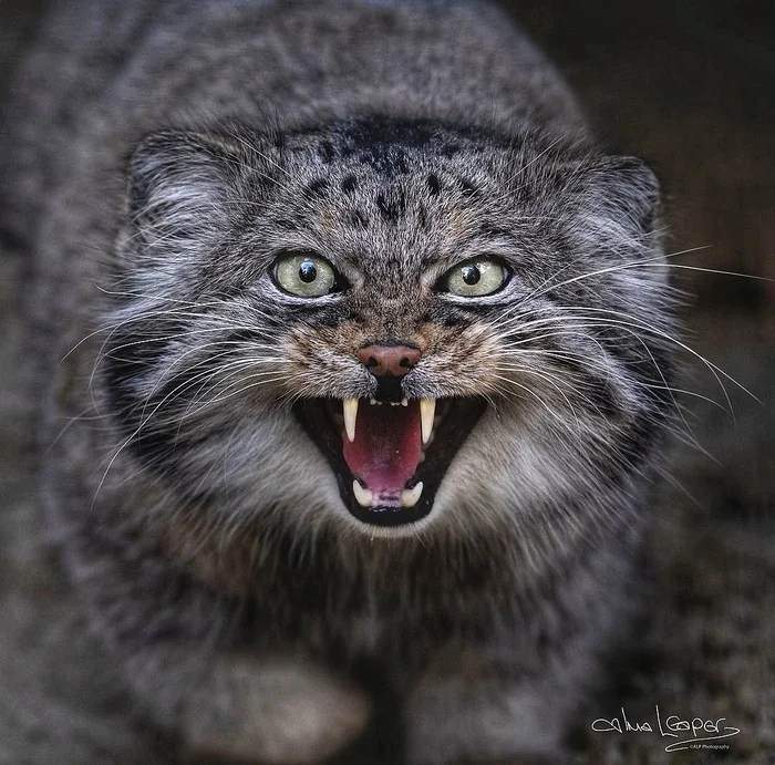Let's have dinner! - Wild animals, Predatory animals, Cat family, Small cats, Pallas' cat, Zoo, The photo