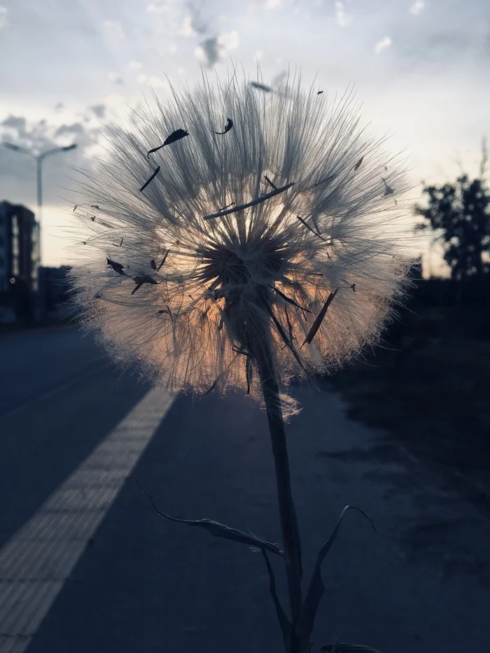 And weeds can be beautiful - My, beauty, Photo on sneaker, Nature, Sunset, Clouds, Longpost, Salsify