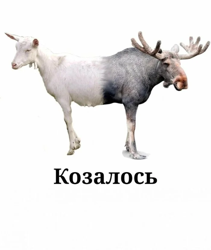 Coursework protection from the creators - Images, Humor, Otsebyatina, Picture with text, Repeat, Goat, Elk
