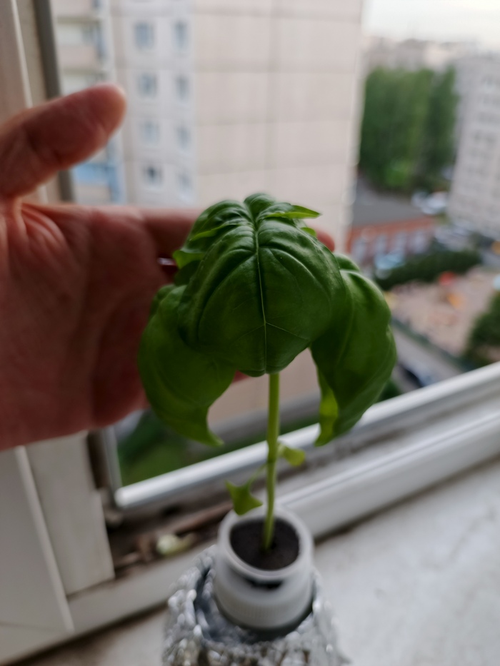 Но спустя день он как-то ожил и продолжил расти.