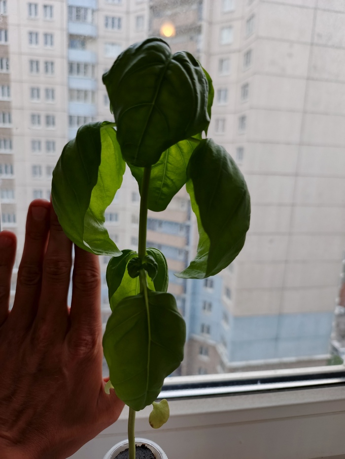 Это в среду-четверг снято, ну реально парень борзый он, мало того, что на дерево похож, так еще и листья начал выпускать и снизу и везде:)