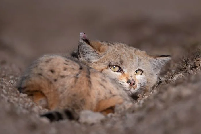 Don't disturb your sleep! - Sand cat, Small cats, Cat family, Predatory animals, Wild animals, wildlife, The photo, Desert