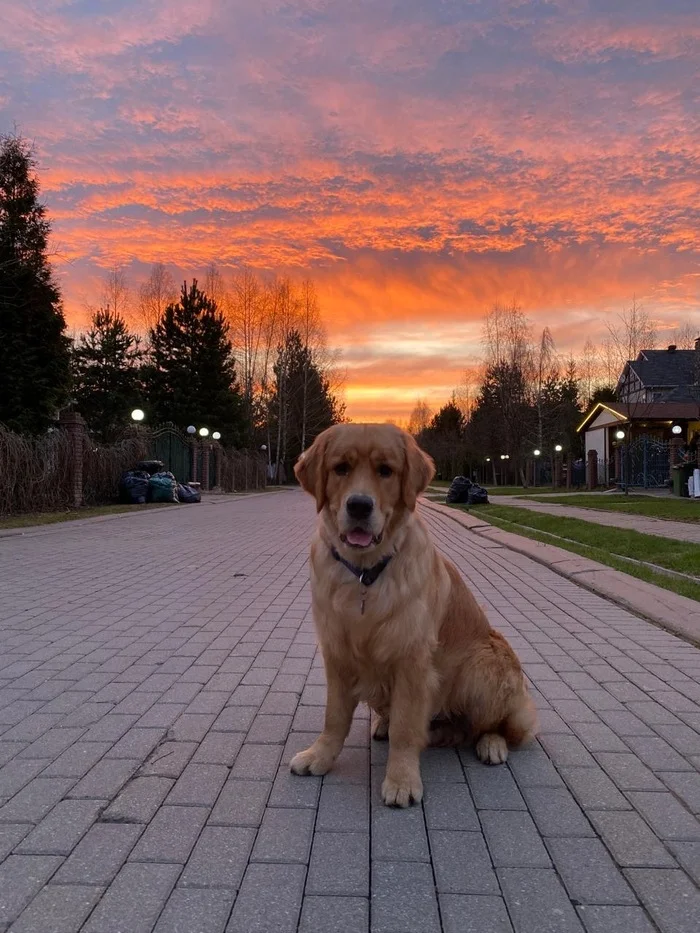 Red sunset - My, Golden retriever, Mobile photography, Sunset, Dog