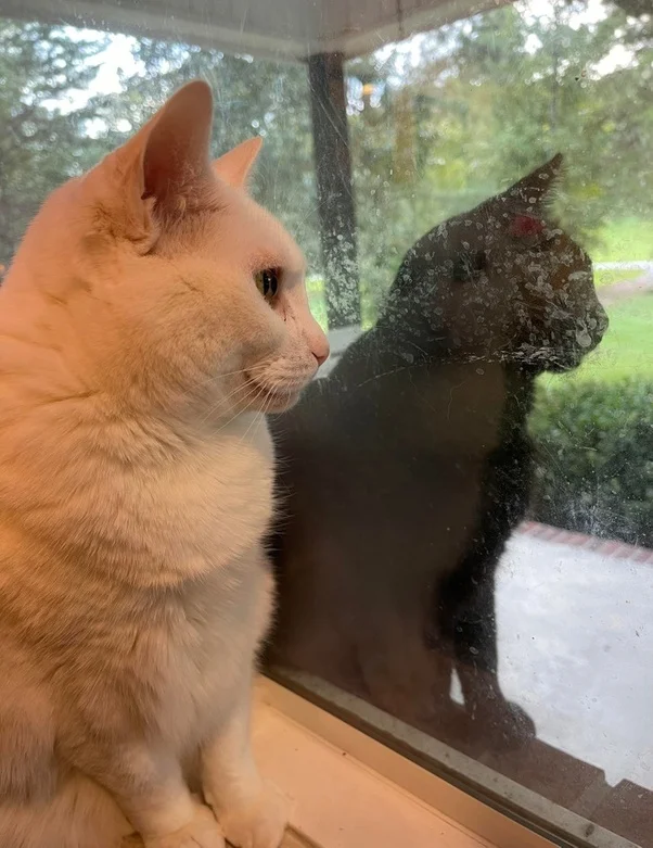 When a black cat looks like a reflection of a white one)))) - Reflection, cat, Black cat, Pets, The photo