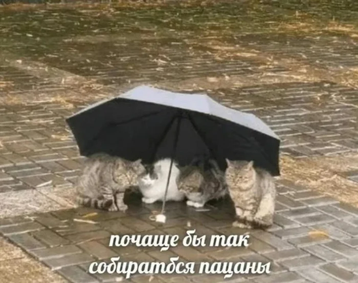 Get together guys more often - Picture with text, cat, Rain, Umbrella