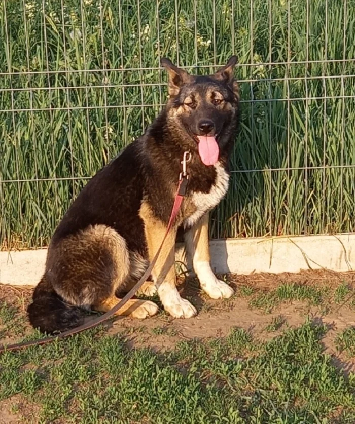 Two sister puppies are urgently looking for a loving family. Saint Petersburg - No rating, Volunteering, Homeless animals, In good hands, Overexposure, Puppies, Dog, Longpost