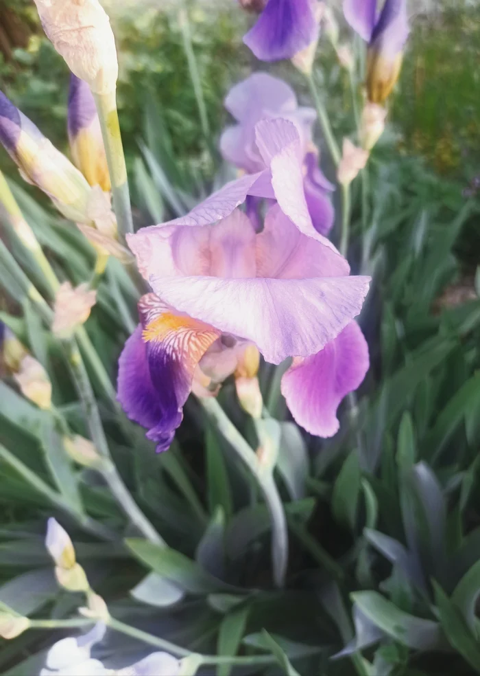 Irises - My, Flowers, Irises, Summer, Bloom, Mobile photography, Nature