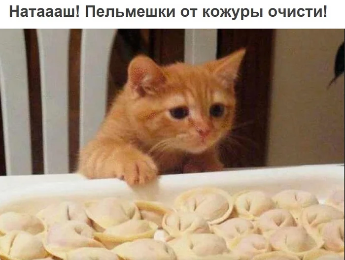 I don't eat like that - Humor, Picture with text, Memes, Images, Telegram (link), Milota, Kittens, cat, Dumplings