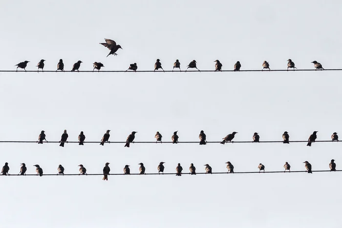 Squorzeggio - My, Starling, Solfeggio, Bird watching, Photo hunting, Ornithology, Ornithology League, Birds, The photo