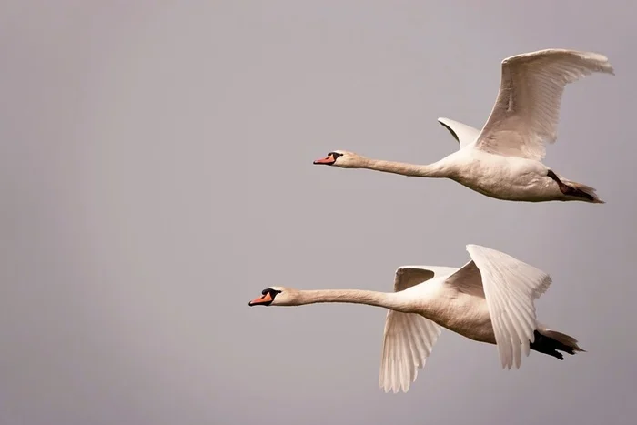 White swans are flying - My, The photo, Netherlands (Holland), Nature, Birds, Swans