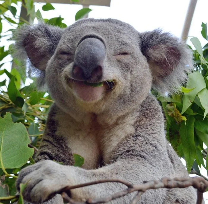How delicious are these eucalyptus trees? - Koala, Eucalyptus, Tree, Is eating, Pleasure, Face, Bliss, Milota, Animals, The photo