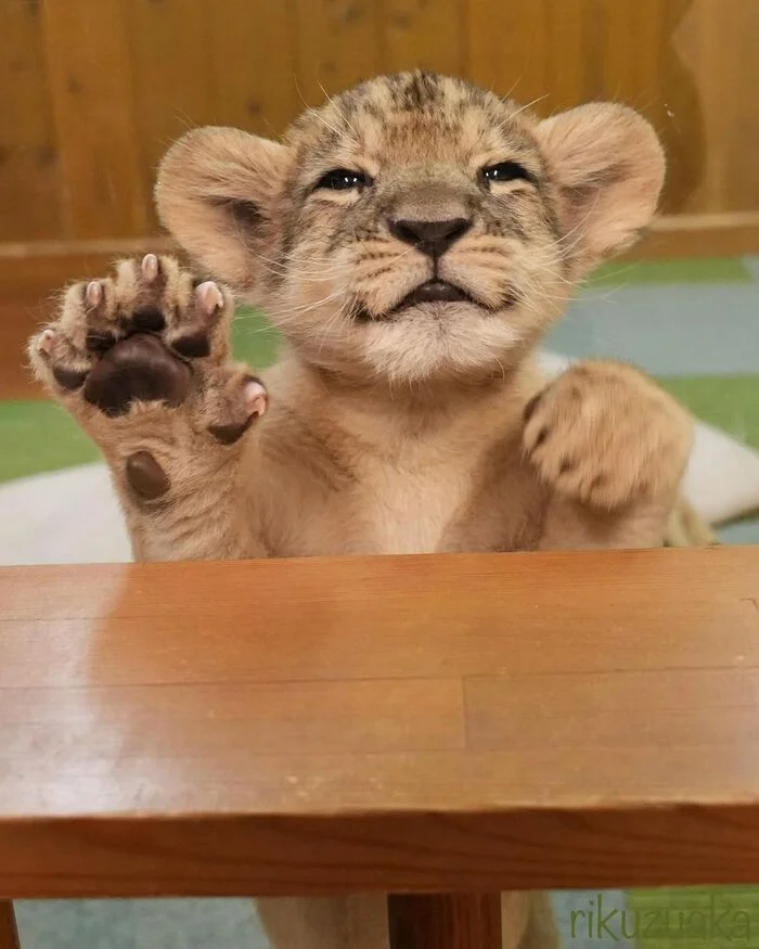 Practicing the greeting - Lion cubs, a lion, Big cats, Cat family, Predatory animals, Wild animals, Zoo, Paws, The photo, Longpost, Cat pads, Milota