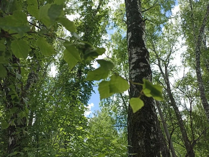 Country house - My, Nature, Calmness