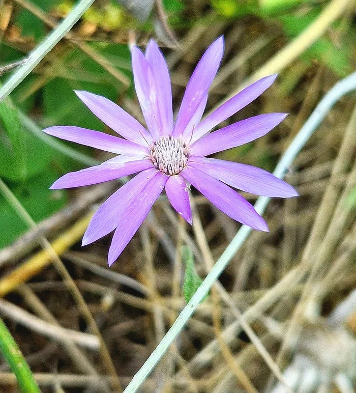 Little things that lift your spirits - My, Immortal, Dried flowers, Butterfly, Vertical video, Macro photography, Flowers, Lepidopterology, beauty, Minimalism, Video, Longpost