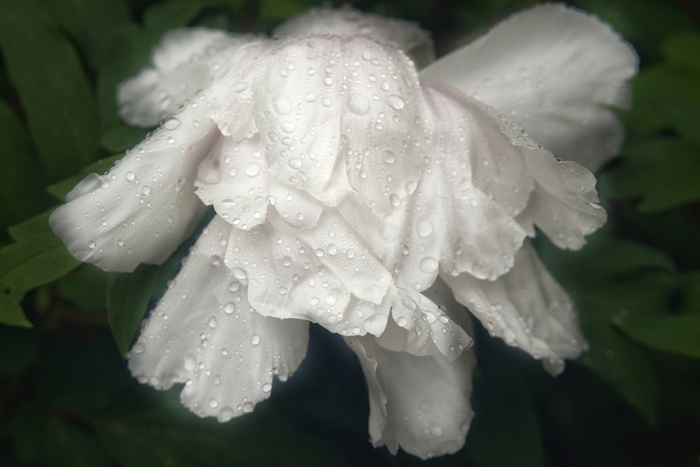 Гелиос 44 с кольцом от индустара, диафрагма открыта