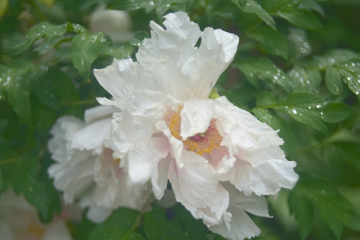 Гелиос 44 с кольцом от индустара