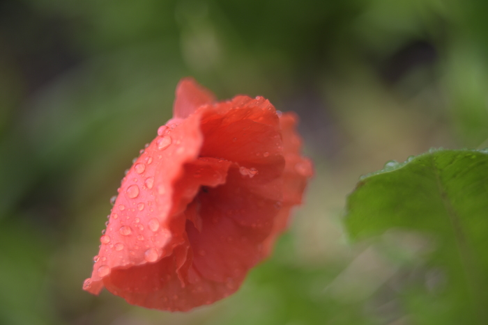 Гелиос 44 с кольцом от индустара, открыта диафрагма, самое близкое расстояние до объекта