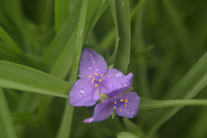 Гелиос 44 с кольцом от индустара, диафрагма 4, самое близкое