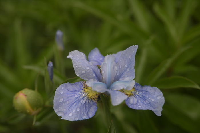 Индустар 61л с маленьким кольцом, диафрагма 4