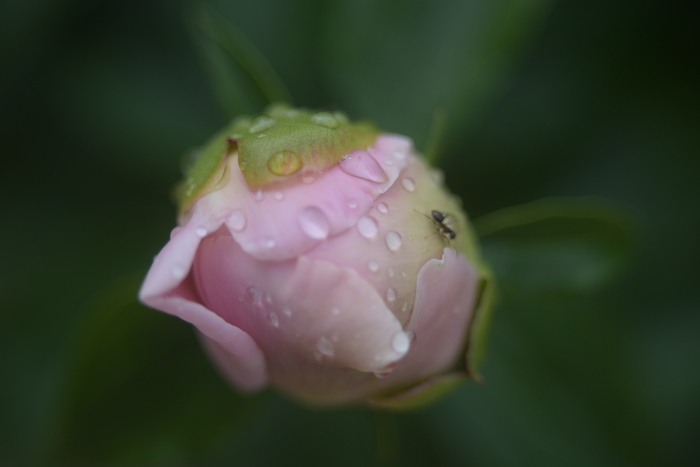 Индустар 61л с маленьким кольцом, диафрагма открыта, предельно близко