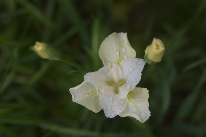 Индустар 61л с маленьким кольцом, диафрагма 4