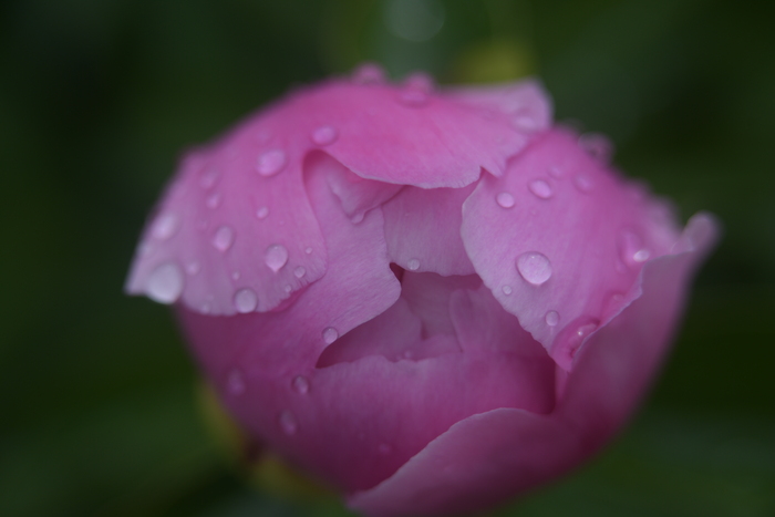 Индустар 61л с маленьким кольцом, диафрагма открыта, предельно близко