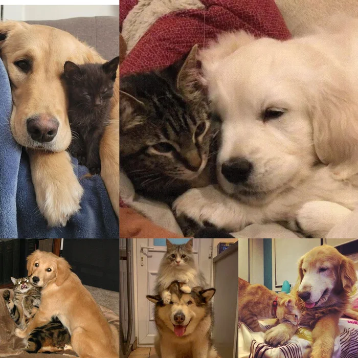 International Friends Day is celebrated today. Spend this weekend with them! - Holidays, friends day, cat, Dog, Cats and dogs together, Milota, Funny animals, Kittens, Telegram (link)