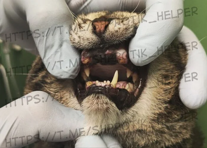 The teeth of the cat Shprotik - My, cat, Homeless animals, Overexposure, Collecting money, Helping animals, Animals, Pets, Veterinary, Treatment, Volunteering, Bad teeth, Longpost