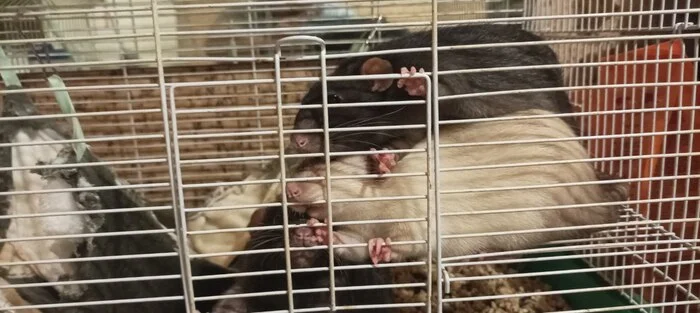 When people were at work for 8 hours - Decorative rats, Rat, Rat dumbo