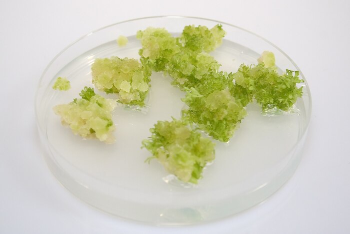 Каллусные клетки обыкновенного табака (Nicotiana tabacum) на поверхности питательной среды в чашке Петри.